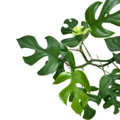 Monstera Minima (Deve Tabanı) thumbnail 2