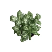 Fittonia - Beyaz (Fitonya Çiçeği) thumbnail 2