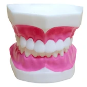 DİŞ MODELİ (FIRÇASIZ) thumbnail 1