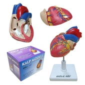 KALP MODELİ thumbnail 1