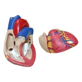 KALP MODELİ thumbnail 3