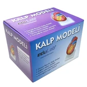 KALP MODELİ thumbnail 4