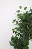 Yapay Ficus Benjamin Ağacı – Dolgun Yeşil Yapraklı, Ev ve Ofis Dekorasyonuna Uygun, Bambu Gövdeli - 5