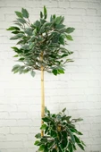 Yapay Çiçek Dekoratif Beton Saksıda Starlight Benjamin Ağacı Bambu Gövdeli Salon Ev Bitki 105 Cm - 4