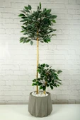 Yapay Çiçek Dekoratif Beton Saksıda Starlight Benjamin Ağacı Bambu Gövdeli Salon Ev Bitki 105 Cm - 1
