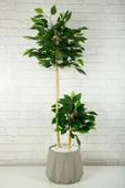 Yapay Çiçek Dekoratif Beton Saksıda Starlight Benjamin Ağacı Bambu Gövdeli Salon Ev Bitki 105 Cm - 5