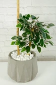 Yapay Çiçek Dekoratif Beton Saksıda Starlight Benjamin Ağacı Bambu Gövdeli Salon Ev Bitki 105 Cm - 2