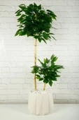 Yapay Çiçek Dekoratif Beton Saksıda Starlight Benjamin Ağacı Bambu Gövdeli Salon Ev Bitki 105 Cm - 9