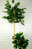 Yapay Çiçek Dekoratif Beton Saksıda Starlight Benjamin Ağacı Bambu Gövdeli Salon Ev Bitki 105 Cm - 8
