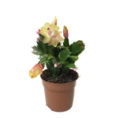 Schlumbergera 'Yellow' (Yılbaşı Çiçeği) thumbnail 1
