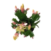 Schlumbergera 'Yellow' (Yılbaşı Çiçeği) thumbnail 2