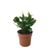 Schlumbergera 'White' (Yılbaşı Çiçeği) thumbnail 1