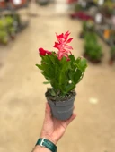 Schlumbergera 'Red' (Yılbaşı Çiçeği) thumbnail 3