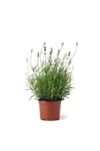 Angustifolia Aromatik Kokulu Lavanta Fidanı 1 Adet 10-20 cm thumbnail 1
