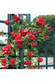10 Adet Saksıda Kırmızı Gül Fidanı Kokulu Yediveren Sarmaşık 10-20 cm thumbnail 2