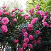 Yediveren Pembe Beyaz Sarmaşık Ponpon Gül Fidanı 5 Adet 10-20 cm thumbnail 1