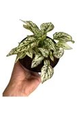 Hostes Çiçeği (Hypoestes) Çilli Yaprak Çiçeği Beyaz Puantiyeli 10-20 cm thumbnail 1