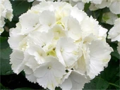 Ortanca Fidanı Hydrangea Macrophylla , Beyaz 10-20 cm thumbnail 1