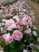 Sarmaşık Gül Fidanı 10-20 cm thumbnail 1