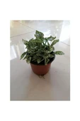 Hostes (Hypoestes) Çilli Yaprak Çiçeği Beyaz Puantiyeli 10-20 cm thumbnail 2