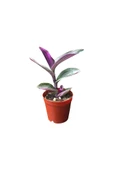 Tradescantia Zebrina Kaktüs Sukulent Fidanı 10-20 cm thumbnail 1