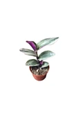 Tradescantia Zebrina Kaktüs Sukulent Fidanı 10-20 cm thumbnail 2