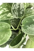 Scindapsus Pictus / Saten Potos Sarmaşığı 10-20 cm thumbnail 3