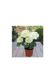 Ortanca Fidanı Hydrangea Macrophylla , Beyaz 10-20 cm thumbnail 3
