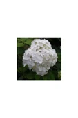 Ortanca Fidanı Hydrangea Macrophylla , Beyaz 10-20 cm thumbnail 2