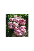 Yediveren Pembe Beyaz Sarmaşık Ponpon Gül Fidanı 5 Adet 10-20 cm thumbnail 2