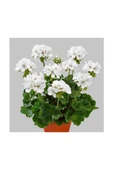 Canlı Saksılı Sardunya Çiçeği Fidanı-Beyaz 10-20 cm thumbnail 1
