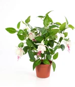 Katlı Pembe Beyaz Fuchsita Küpe Çiçeği Fidanı 10-20 cm - 5