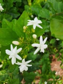 Saksılı Arap Yasemini Fidanı 10-20 cm thumbnail 4