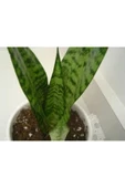 Paşa Kılıcı Fidesi Fidanı Sansevieria 10-20 cm thumbnail 3