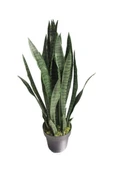 Paşa Kılıcı Fidesi Fidanı Sansevieria 10-20 cm thumbnail 1
