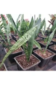 Paşa Kılıcı Fidesi Fidanı Sansevieria 10-20 cm thumbnail 2