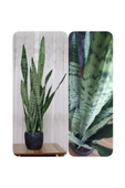 Paşa Kılıcı Fidesi Fidanı Sansevieria 10-20 cm thumbnail 4