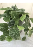 Scindapsus Pictus / Saten Potos Sarmaşığı 10-20 cm thumbnail 1
