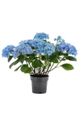 Mavi Ortanca Fidanı Fidesi 10 - 30 cm Hydrangea Macrophylla thumbnail 1