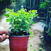 Kasımpatı Krizantem Chrysanthemum Karışık Renk Saksılı 10-20 cm thumbnail 5