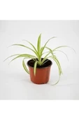Yavrulu Kurdele Çiçeği 1 Adet Chlorophytum 10-20 cm thumbnail 2