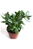 Crassula Ovata - Para Çiçeği Fidanı 10-20 cm thumbnail 3