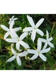 Beyaz Arap Yasemin Fidanı Saksılı [rhyncospermum Jasminoides] thumbnail 1