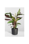 Calathea Rufibarba Wavestar - Kalatya Dua Çiçeği 10-20 cm thumbnail 1