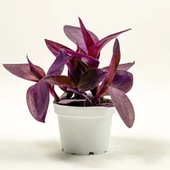 Sardunya Çiçeği Kırmızı Telgraf Çiçeği Fidanı 2 Li Set 10-20 Cm thumbnail 6