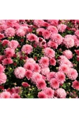 Kasımpatı Saksı’da (Chrysanthemum) Pembe Renk 10-20 cm thumbnail 1