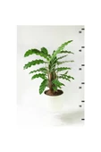 Calathea Rufibarba Wavestar - Kalatya Dua Çiçeği 10-20 cm thumbnail 4