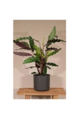 Calathea Rufibarba Wavestar - Kalatya Dua Çiçeği 10-20 cm thumbnail 2