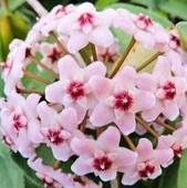 Tüylü Sarı Mor Mum Çiçeği Fidanı 10-20 cm thumbnail 3