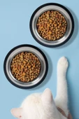 2 Adet Kedi Köpek Mama ve Su Kabı Çelik Kase 300 ml - 1